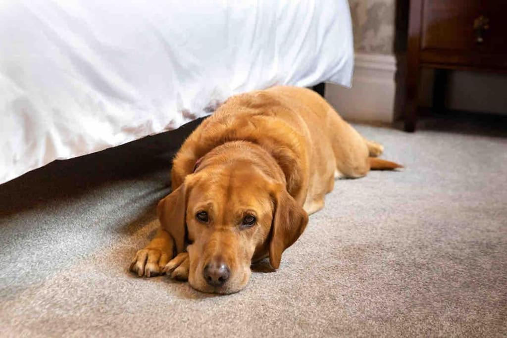 The Stanley Suite 1 Bedroom Apt Dog Friendly Patio Harrogate Bagian luar foto